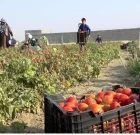 آغاز برداشت گوجه فرنگی در شهرستان لامرد