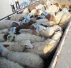 ۷۱ راس گوسفند قاچاق در “لامرد”