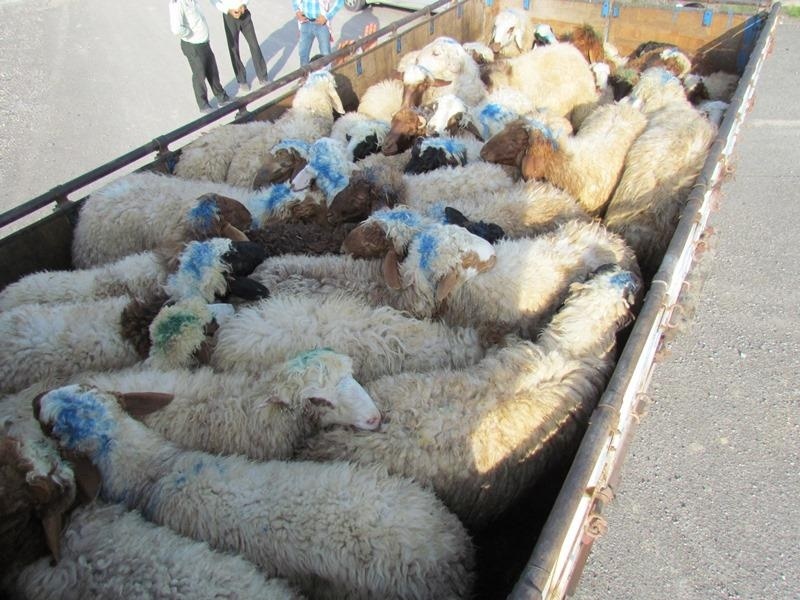 ۷۱ راس گوسفند قاچاق در “لامرد”