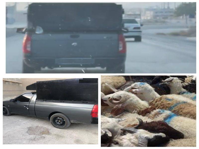 کشف احشام غیرمجاز در لامرد