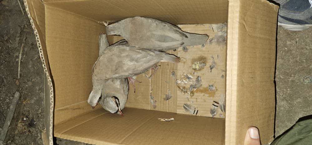 افشای شبکه واتساپی قاچاق کبک وحشی در لامرد