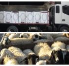 کامیون حامل احشام فاقد مجوز قبل از رسیدن به مقصد توقیف شد
