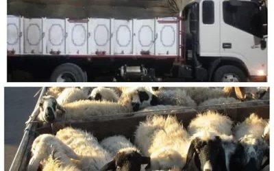 کامیون حامل احشام فاقد مجوز قبل از رسیدن به مقصد توقیف شد